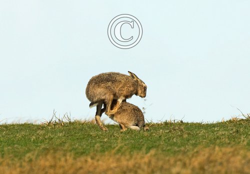    Brown Hares DM2031